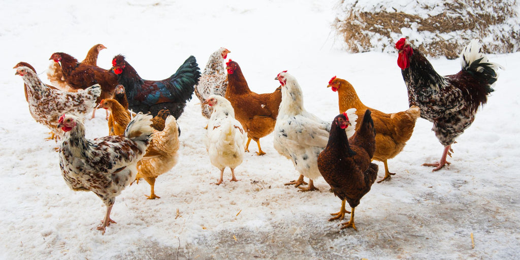 Immunforsvar høns - sådan forbedrer du det naturligt