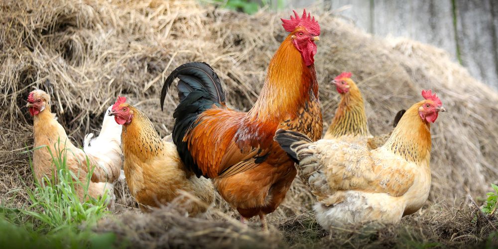 Regler for høns i haven