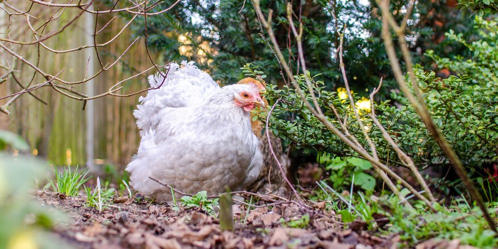 Fritgående høns - må mine høns gå frit i haven?