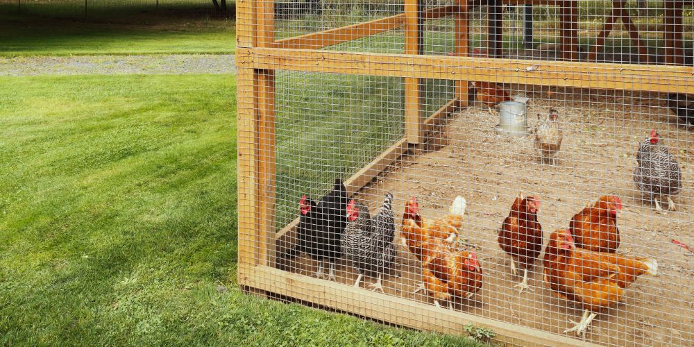 Børn og høns - vores bedste tips til at få høns i haven, når du har børn