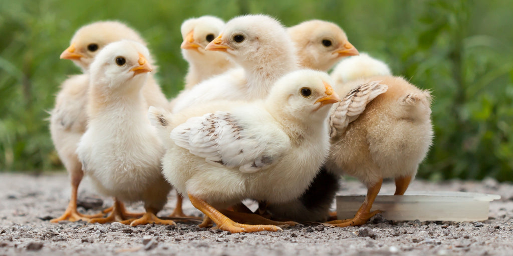 Opvækst af kyllinger - quickguide til dig, der gerne vil have kyllinger