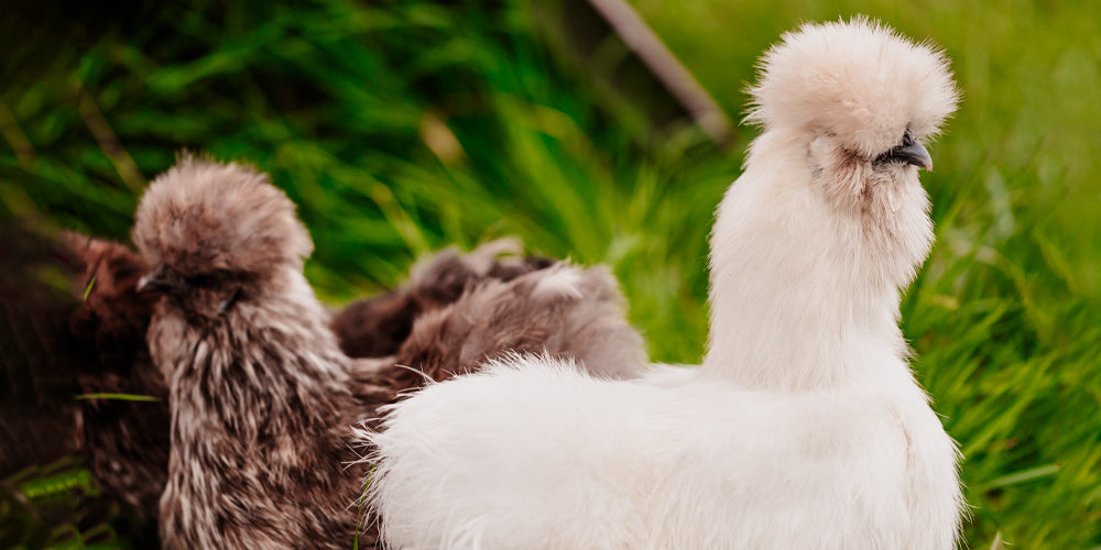 Silkehøns - lær mere om racen og deres virke som havehøns hos Rosenbud