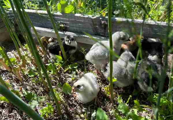 foto viser kyllinger, der er ude for første gang i deres børnehave 