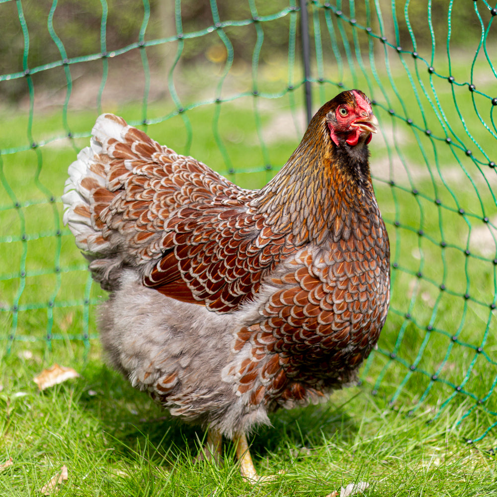 Høne foran flytbart hønsehegn i grønt fra Rosenbud
