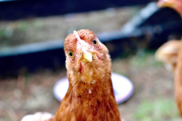 10 ting du ikke ved om dine høns, læs med her 