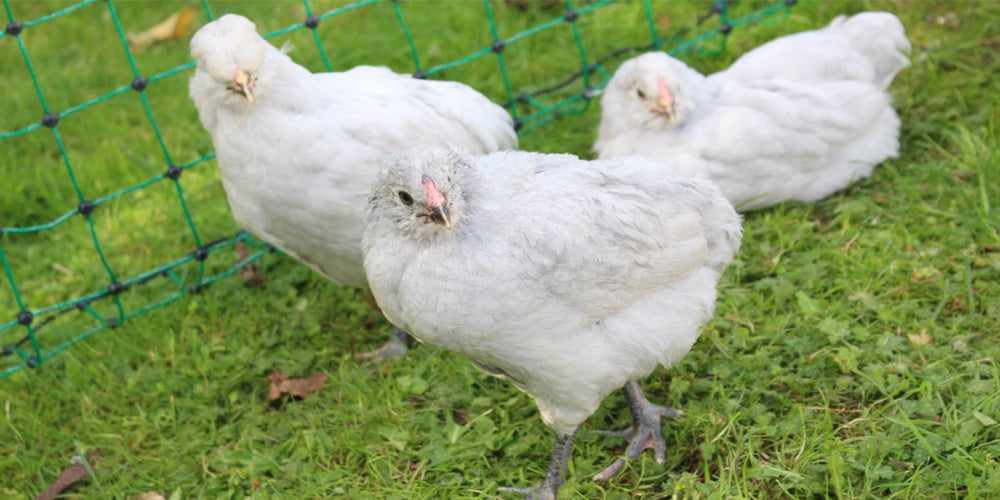 Araucana │ Dem med de smukke turkise æg