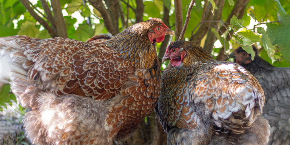Sådan underholder du dine høns i efteråret | Efterårssjov for høns