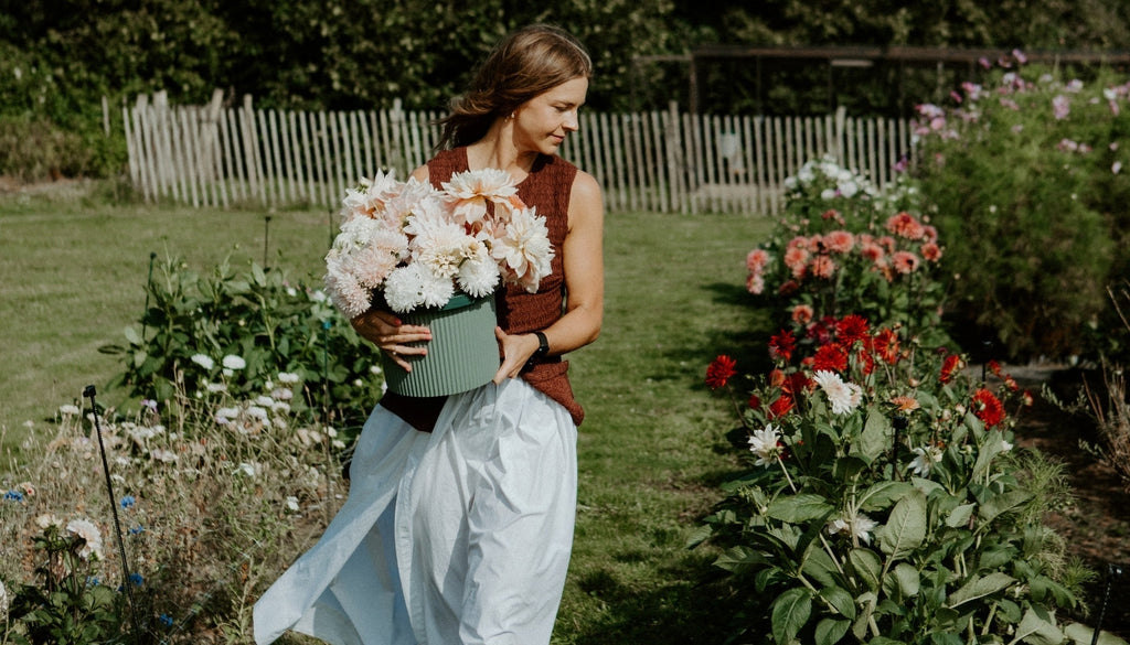 Dyrkning af dahlia i Danmark - de bedste råd og vejledning