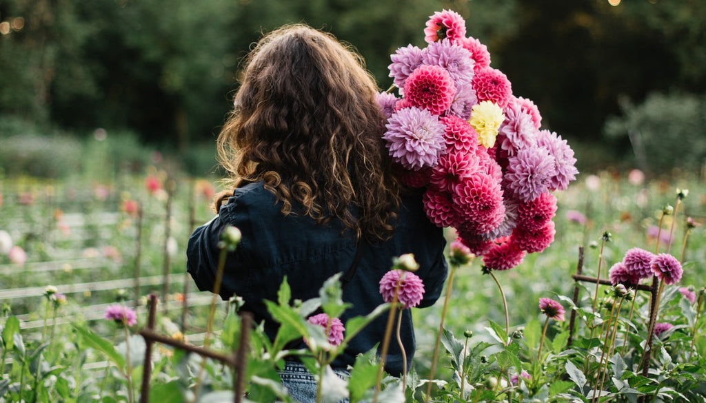 Dahlia dyrkning - tips til en smuk skærehave med dahlia