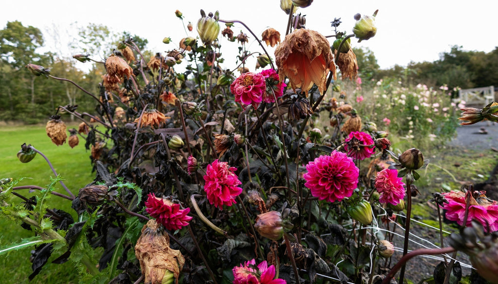 Dahlia - hvornår skal de graves op?