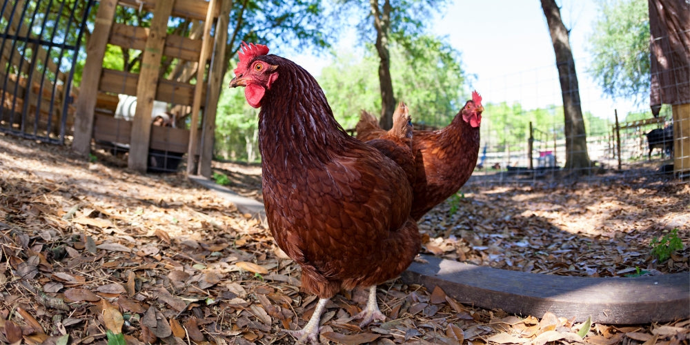 Rhode Island Red - bliv klogere på hønseracen