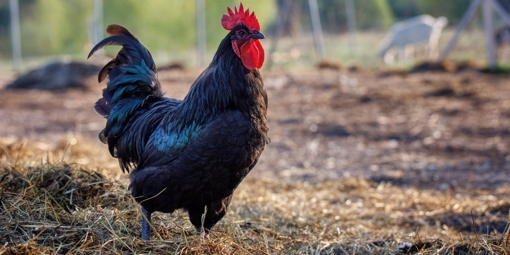 Australorp som have høns i Danmark