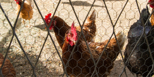 Regler for fugleinfluenza