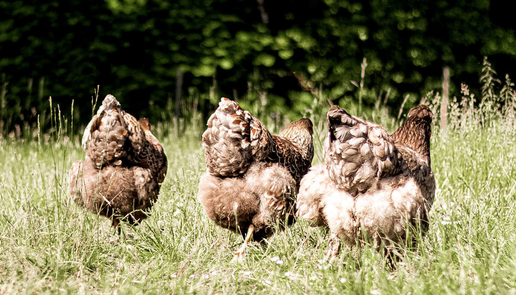 Høns │ Den naturlige & effektive bekæmpelse af dræbersnegle i din have