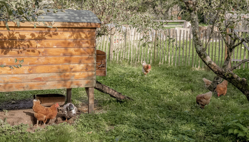 Sådan holder du dit hønsehus rent - de bedste tips fra Rosenbud
