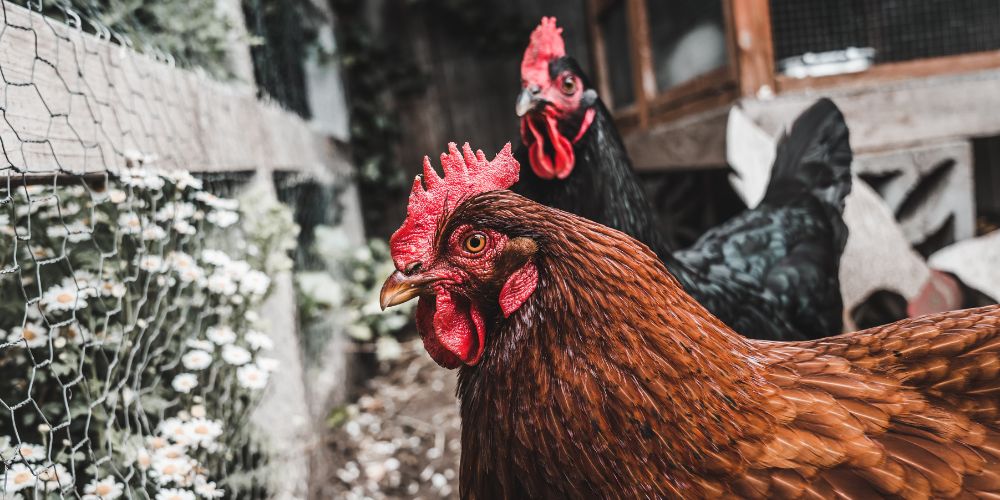 Høns for begyndere - 5 overvejelser inden du får høns i haven