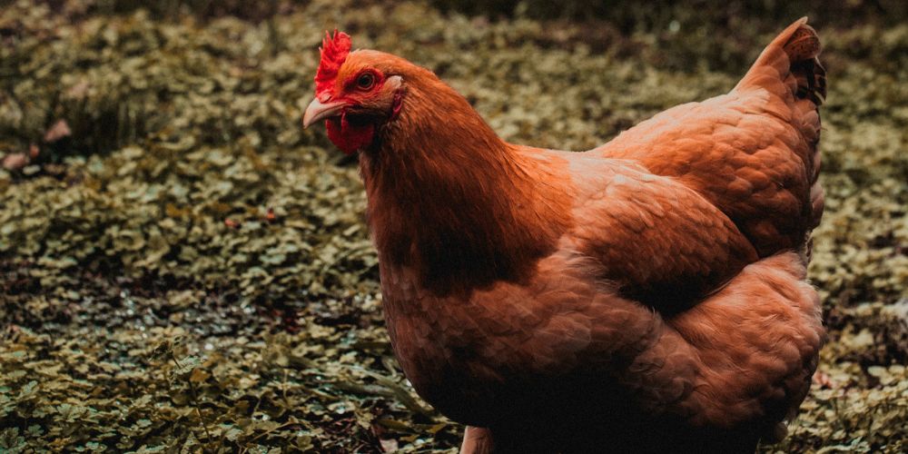 Hellere Tillid stykke Blodmider på høns | Biologisk bekæmpelse af blodmider på høns – Rosenbud