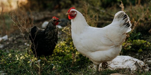 10 sjove ting om høns du ikke vidste - Rosenbud