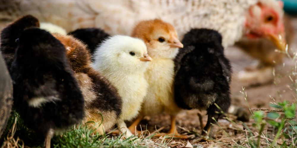 hønseæg der er lige ved at klækkes