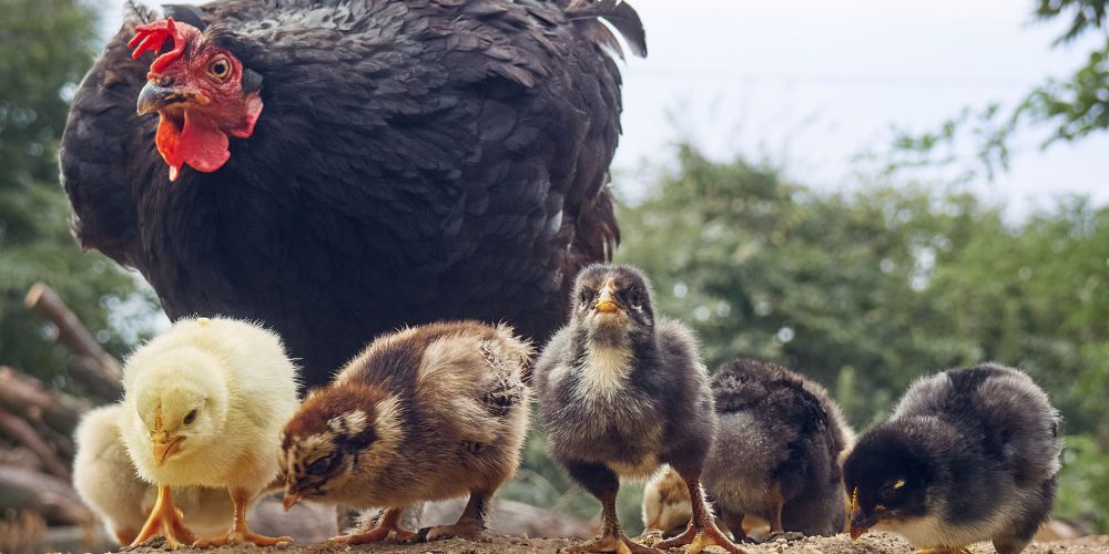 Sådan fører du nye kyllinger sammen med dine høns - sammenføring af kyllinger og høns