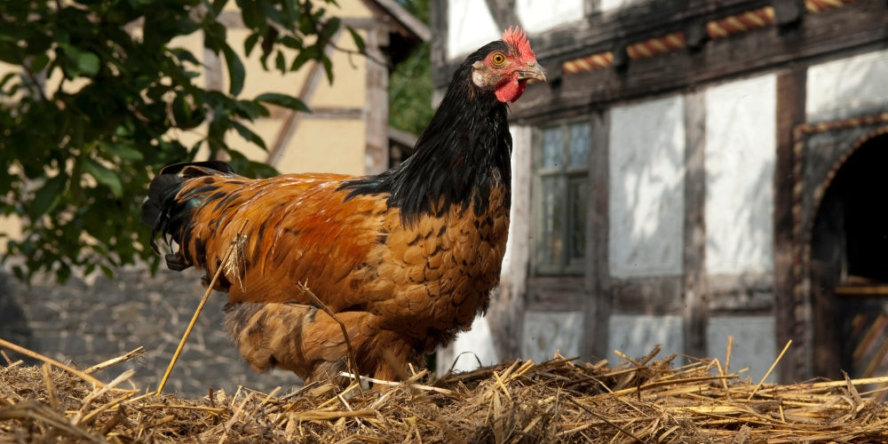 Vorwerk hønserace - læs mere hos Rosenbud