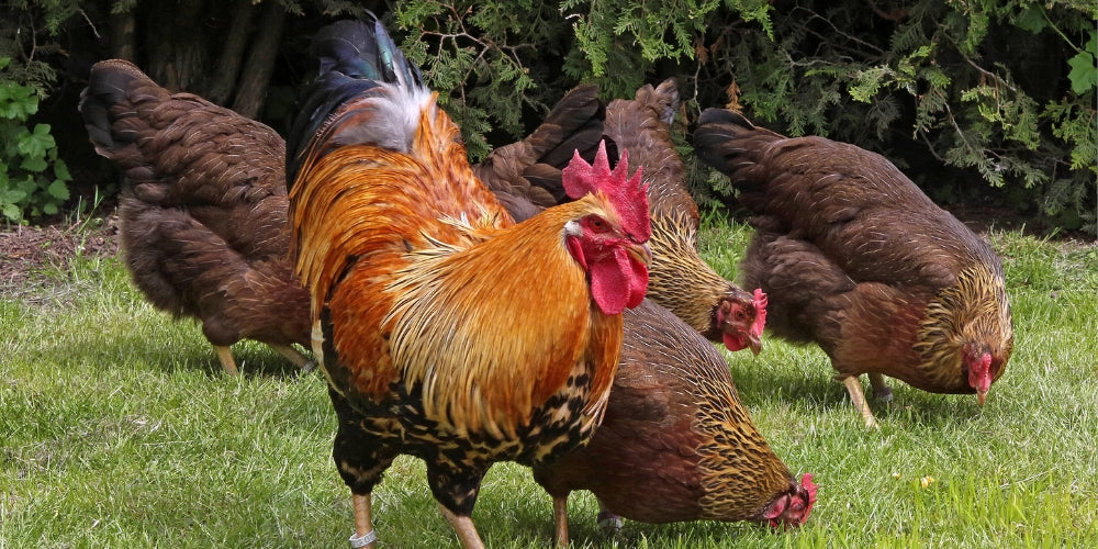 Welsumer hønserace beskrivelse