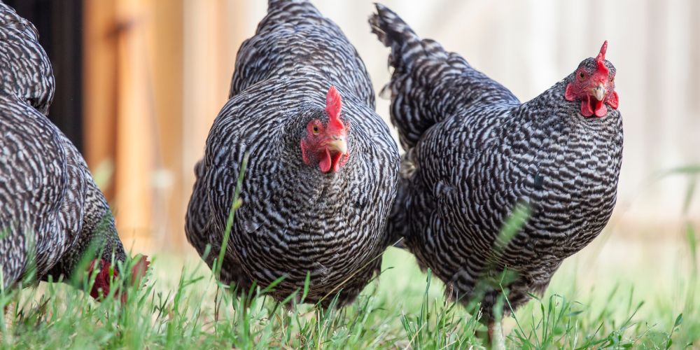 Plymouth Rock høns - den amerikanske hønserace