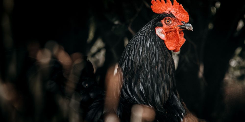 Jersey Kæmpe - bliv klogere på den store hønserace