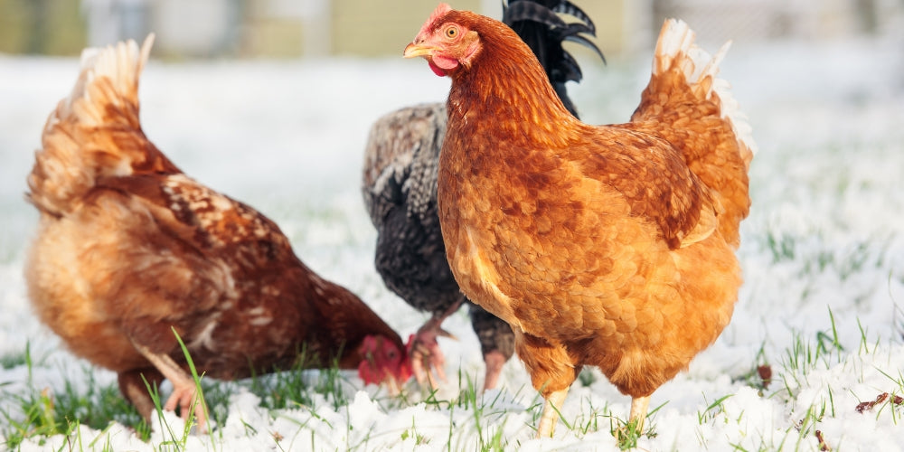 6 fejl du bør undgå om vinteren med høns i haven