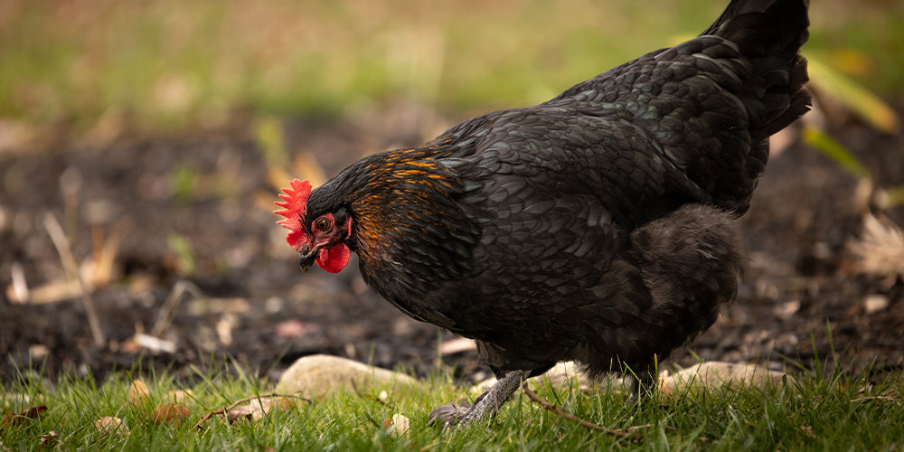 Læs om Maran høns som havehøns hos Rosenbud