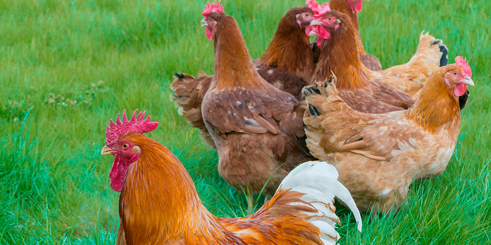 New Hampshire Red - lillesøsteren til den populære Rhode Island Red hønserace