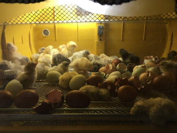 Unik fuldautomatisk rugemaskine til udrugning af kyllinger