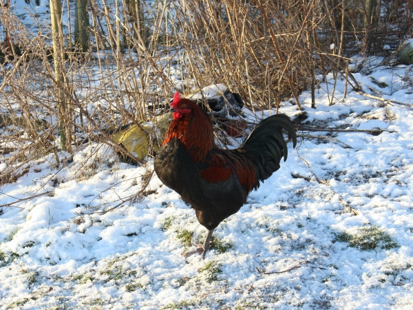 Eddike emulering uddannelse Gode råd til din første vinter med høns i haven - læs med her – Rosenbud