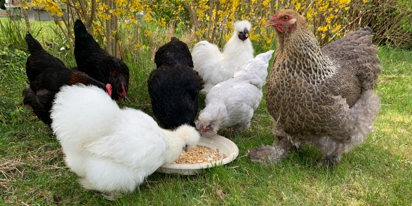 foto viser nogle af de almindelige hønseracer i danske haver. Silkehøns, Brahma, Maran Engelsk Araucana og blandingshøns