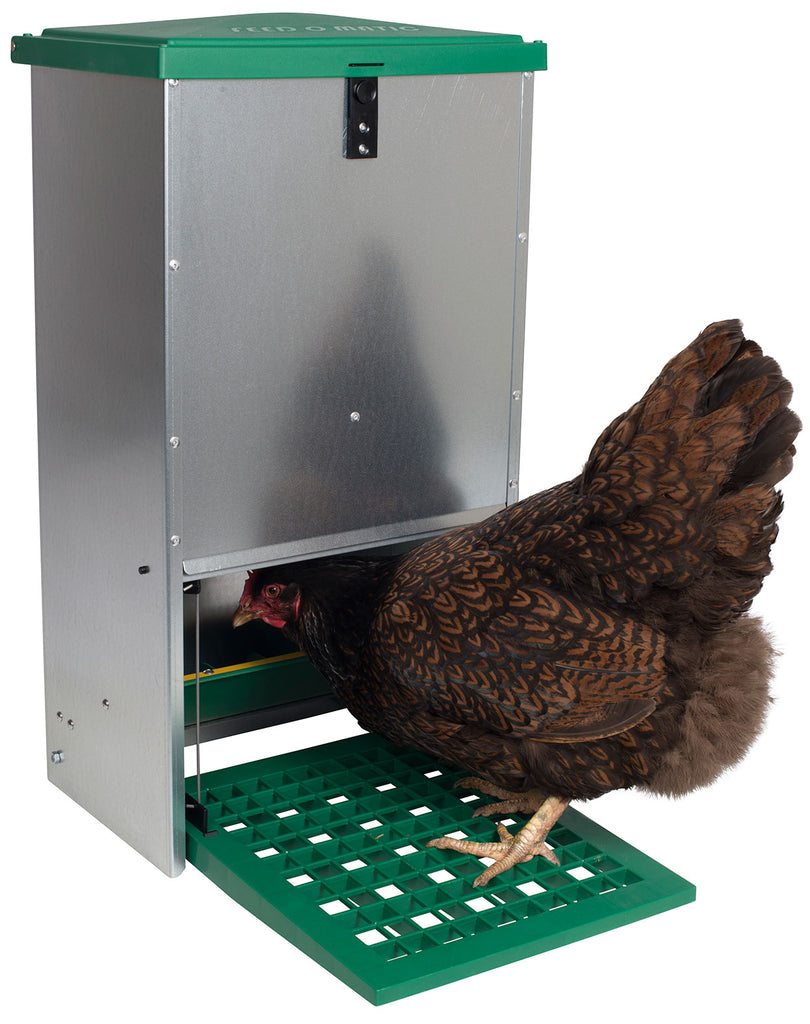 foderautomat til høns, der åbner når hønsene træder på en plade