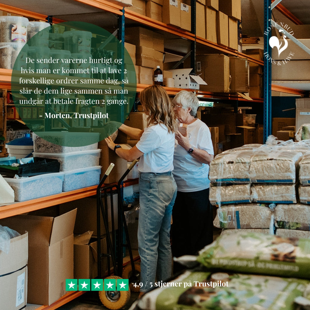 Anmeldelse af Rosenbud Hønseting