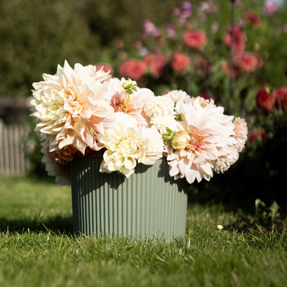 Pluk dine dahlia i en praktisk blomsterspand