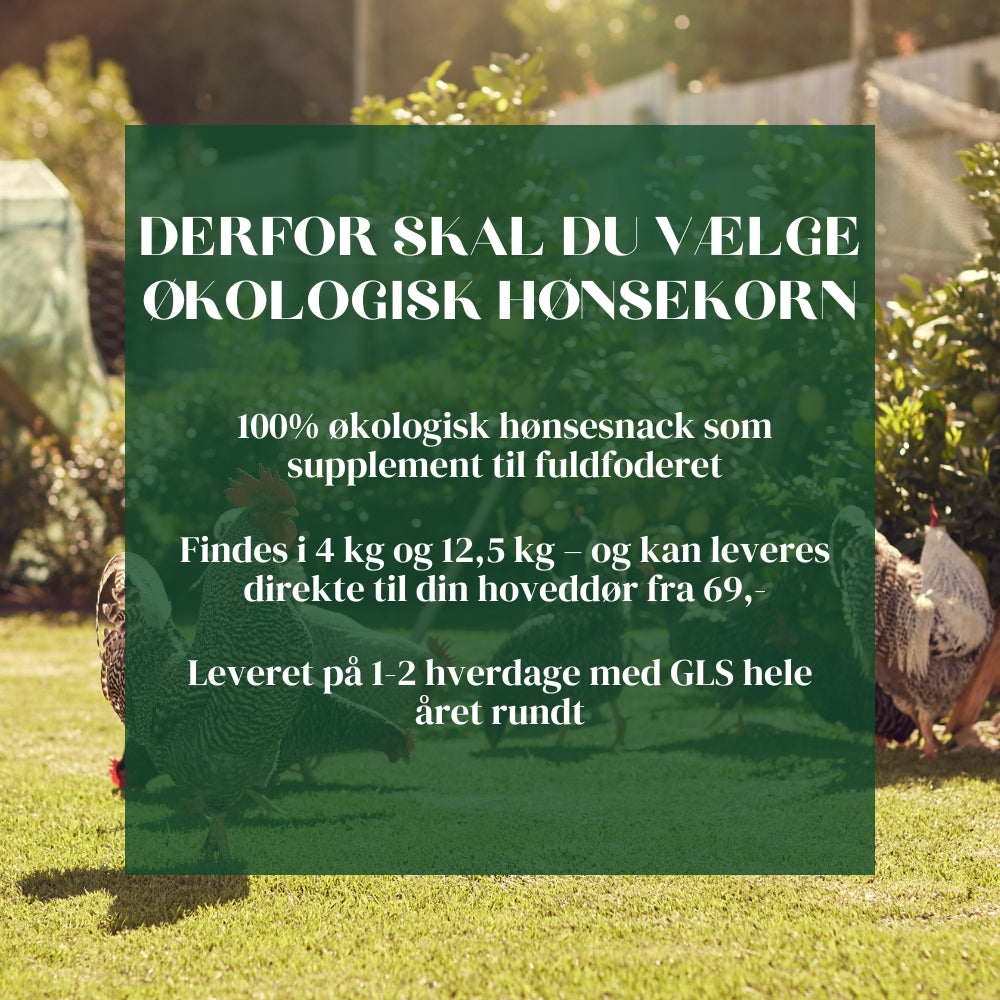 Økologisk hønsekorn fra Rosenbud