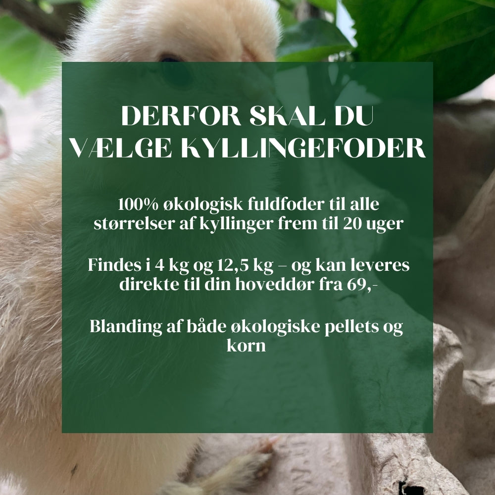 Økologisk kyllingefoder fra Rosenbud