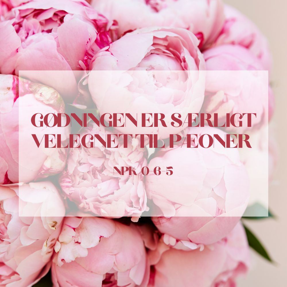 Gødning til pæoner