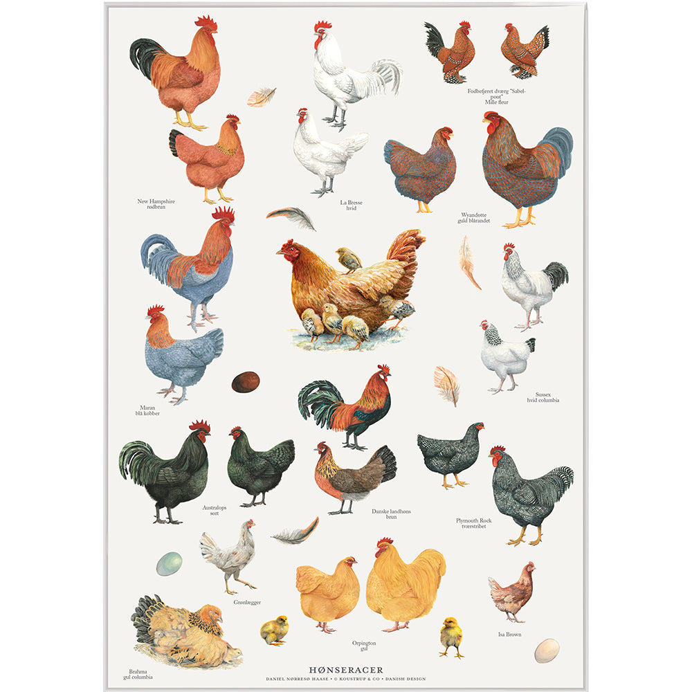 Plakat i A4 med de mest populære hønseracer i Danmark