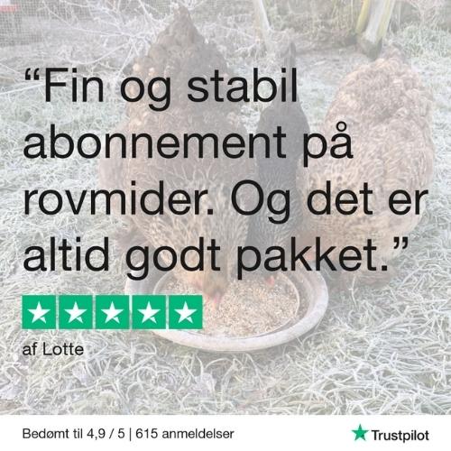 Rovmider hos Rosenbud - biologisk bekæmpelse. Anmeldelse på Trustpilot