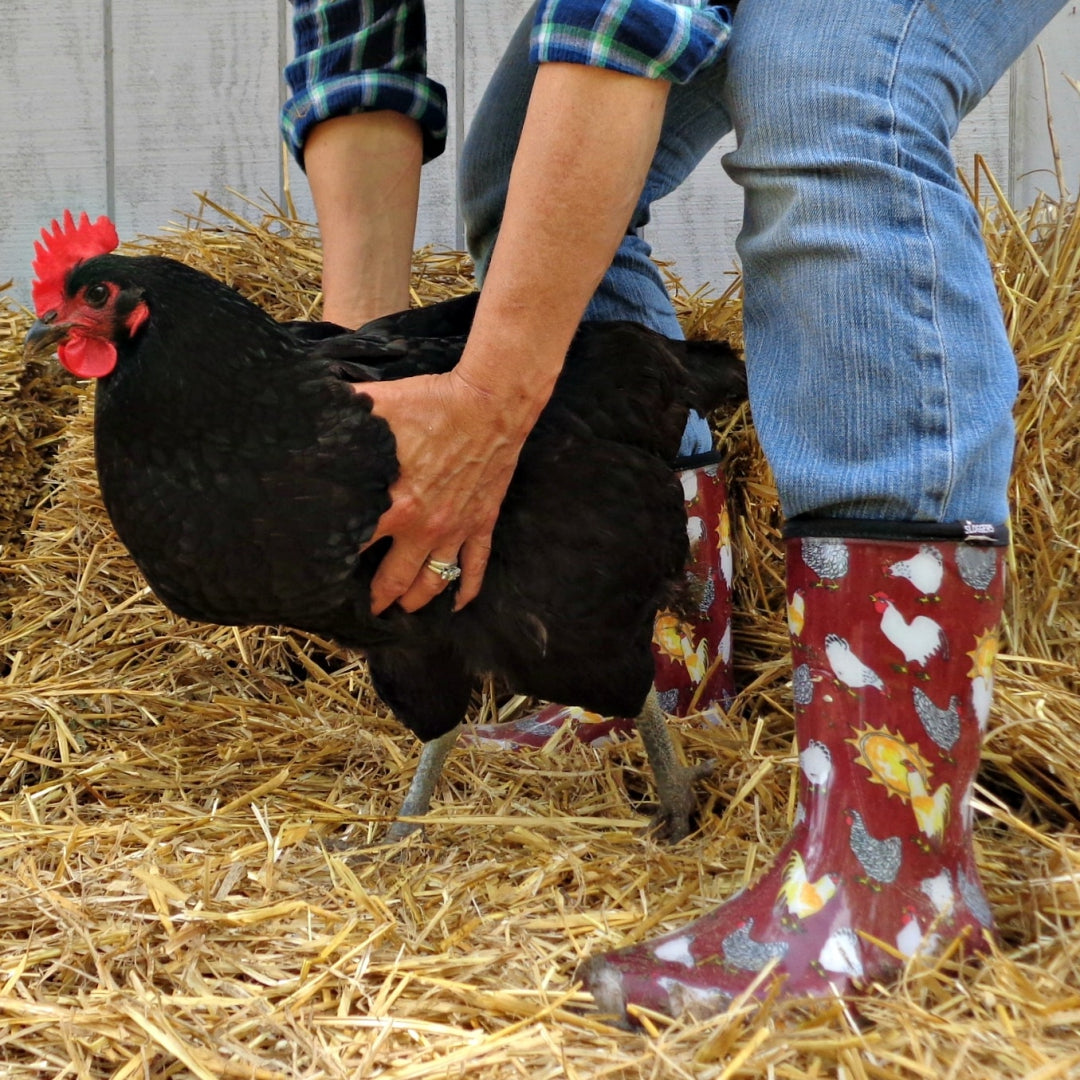En sætning Stien forfølgelse Køb gummistøvle med hønsemotiver - gummistøvler med høns på – Rosenbud